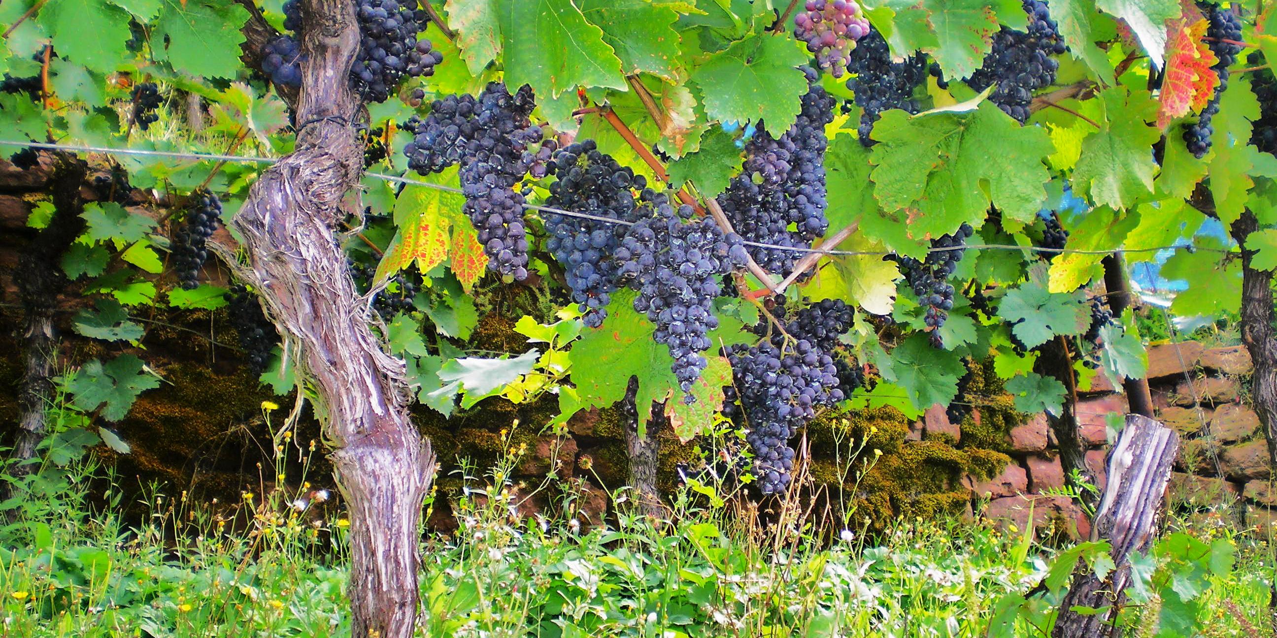 weinstock_rot_by_elmar_waigand_pfarrbriefservice